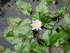 Cairns33 Centenary Lakes